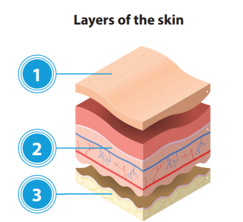 Layers of the Skin